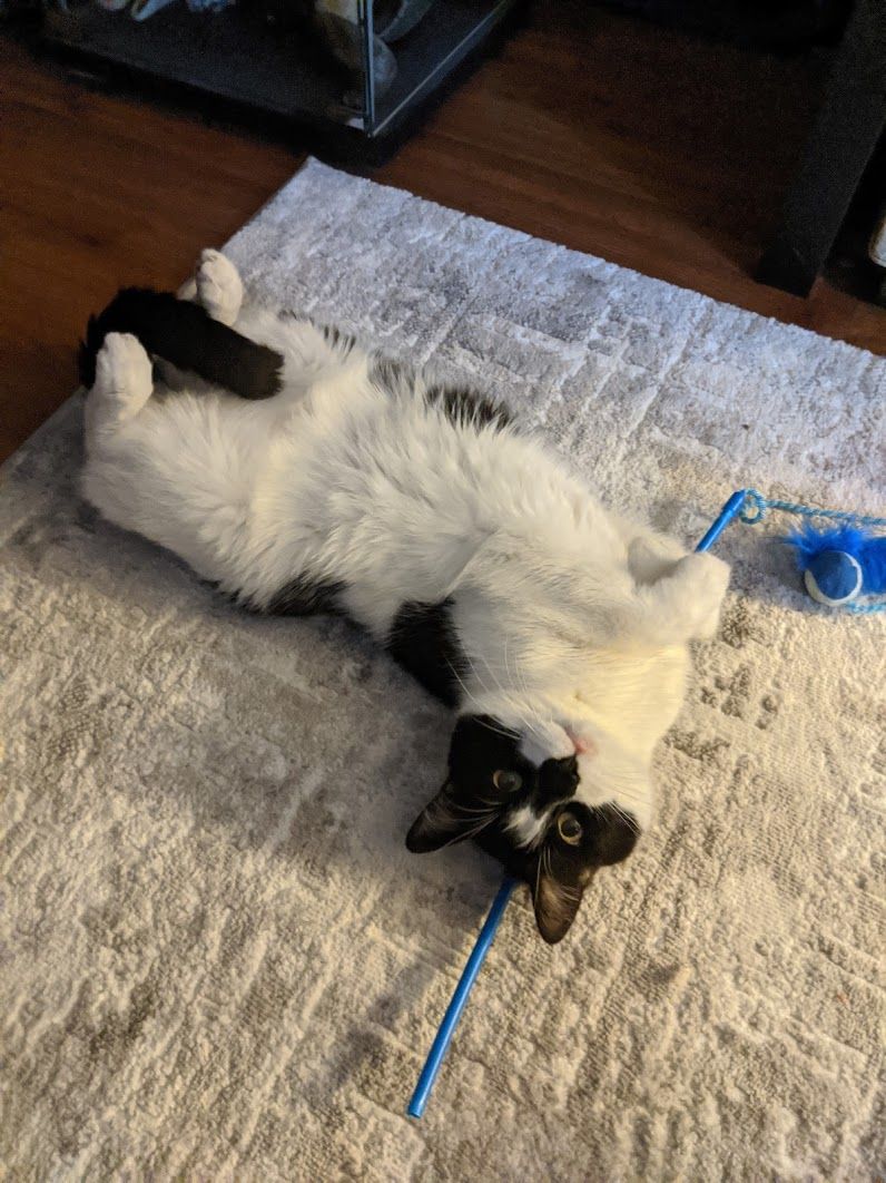 Our tuxedo cat Spicy, laying on his back looking up at the camera. His tail is curled up between his legs