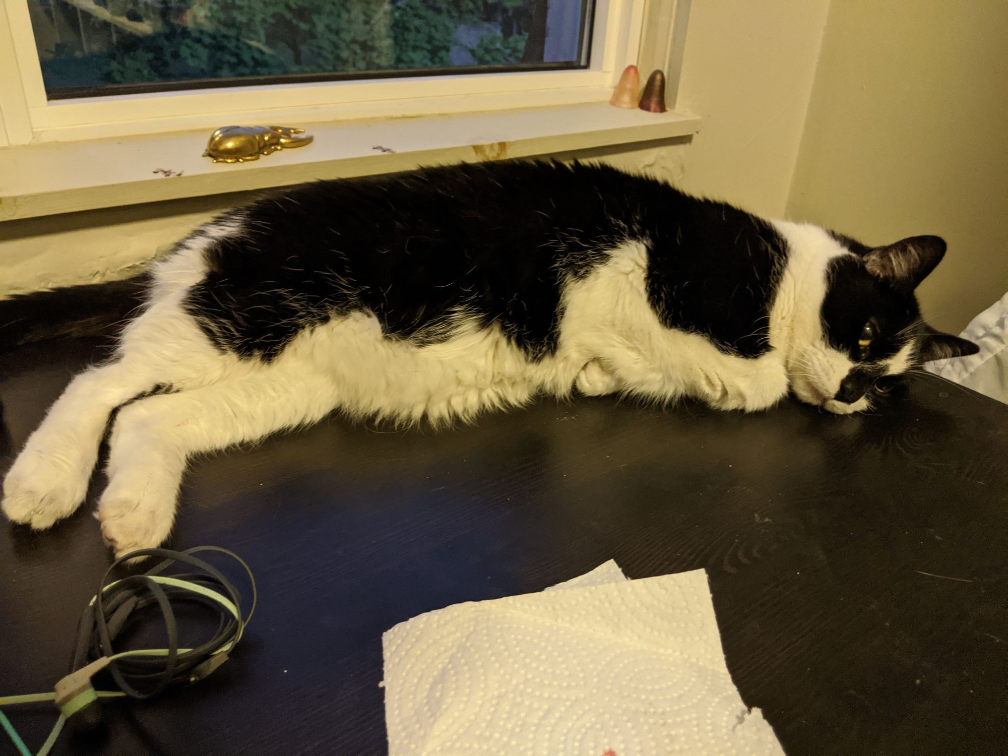 My black and white tuxedo cat Spicy, laying down with his arms tucked against his chest on the office table I'm sitting at.