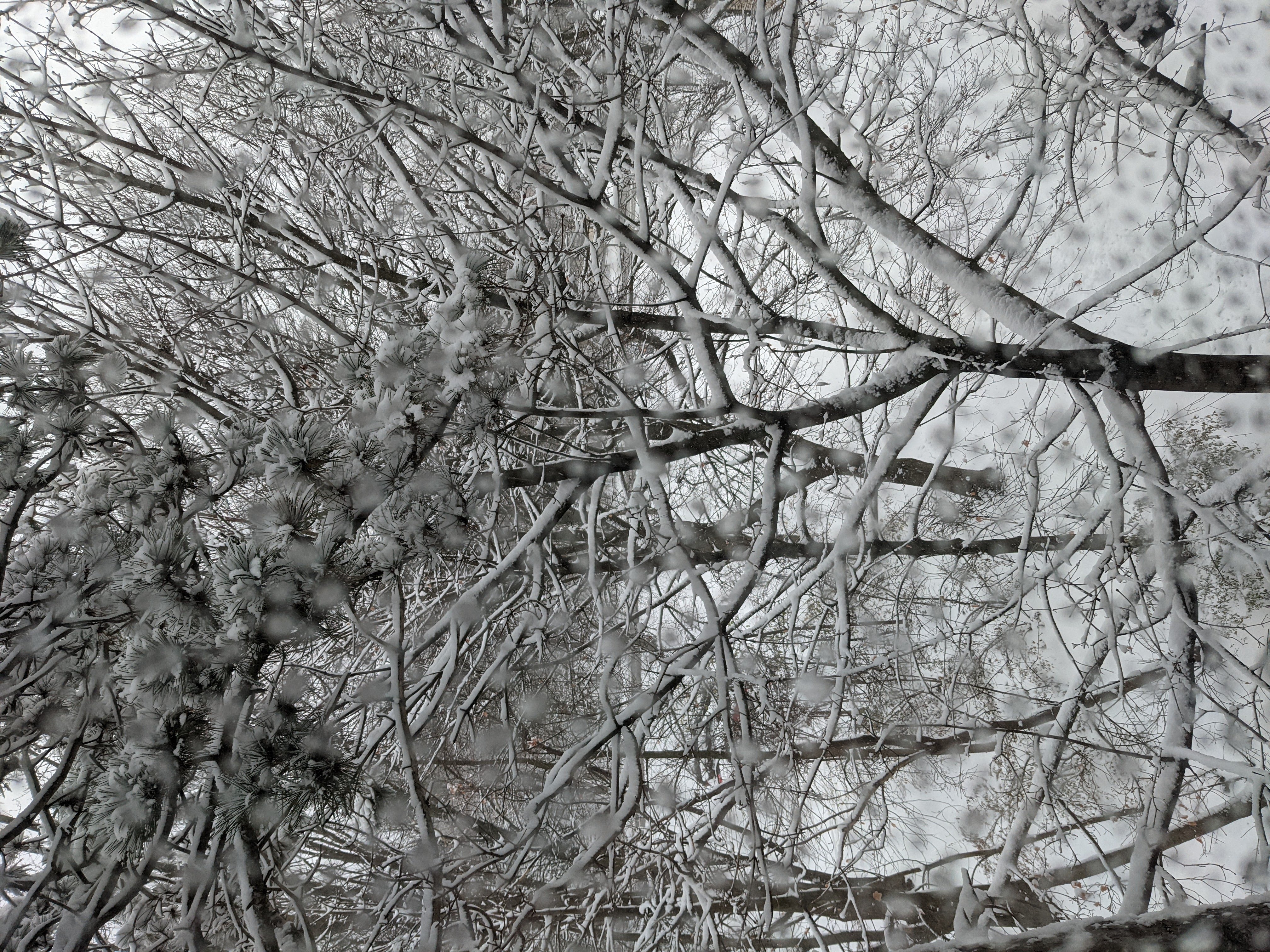 Picture taken out a window looking onto a lot of snowy branches.